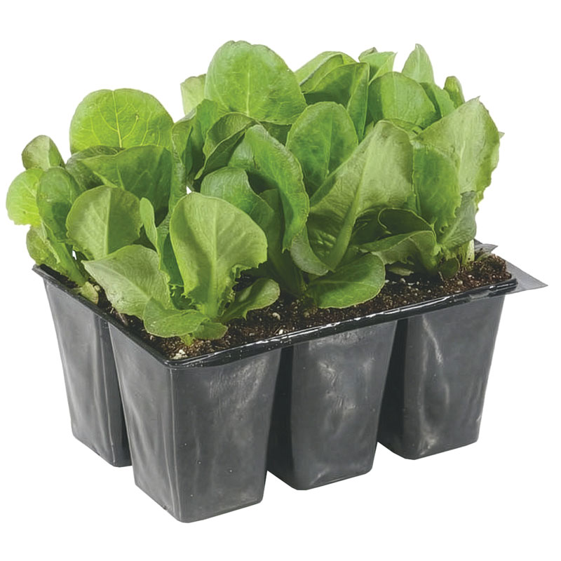 Fall Veggies 6 Pk.